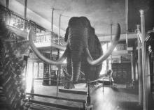 Elephant in Brooks Hall lobby